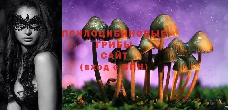 Галлюциногенные грибы Psilocybe  Губкинский 